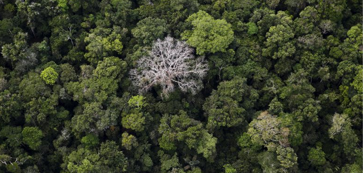 Imagen aérea del bosque